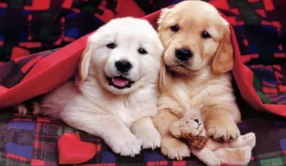 Screenshot 2026-03-17 231359